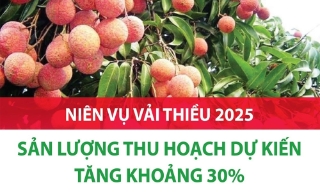 Niên vụ vải thiều 2025: Sản lượng thu hoạch dự kiến tăng khoảng 30%